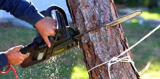 How Our Tree Care Process Works  in  Weston, OH