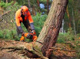 Best Stump Grinding and Removal  in Weston, OH