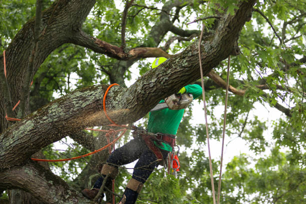 Best Commercial Tree Services  in Weston, OH