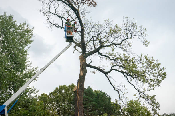 Mulching Services in Weston, OH