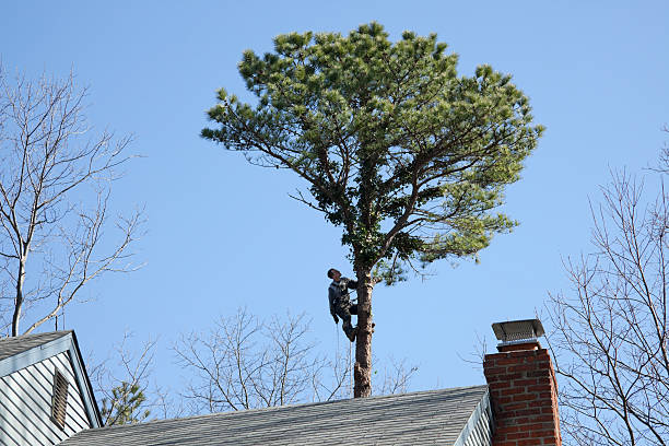 Best Root Management and Removal  in Weston, OH